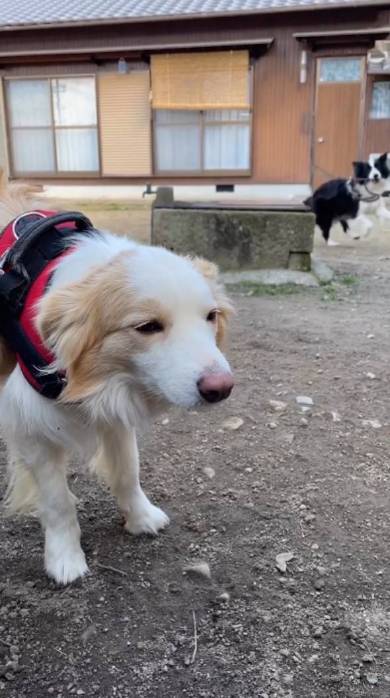 散歩に対して温度差のある反応をする犬たち