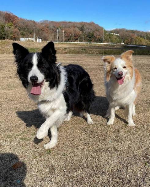 散歩に対して温度差のある反応をする犬たち