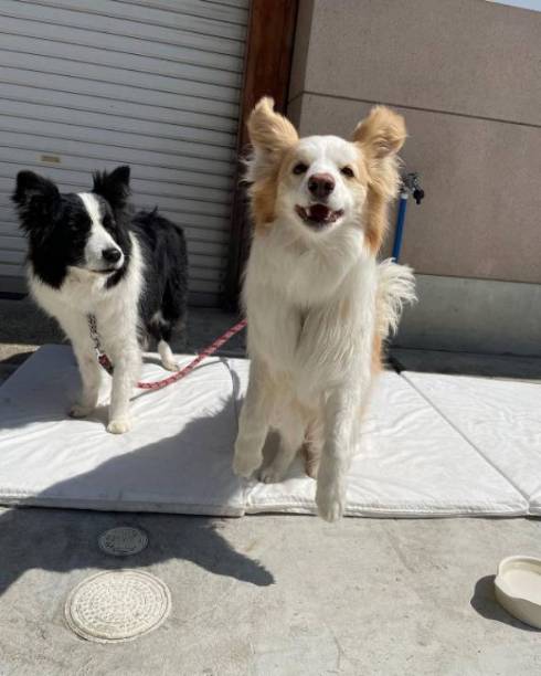 散歩に対して温度差のある反応をする犬たち