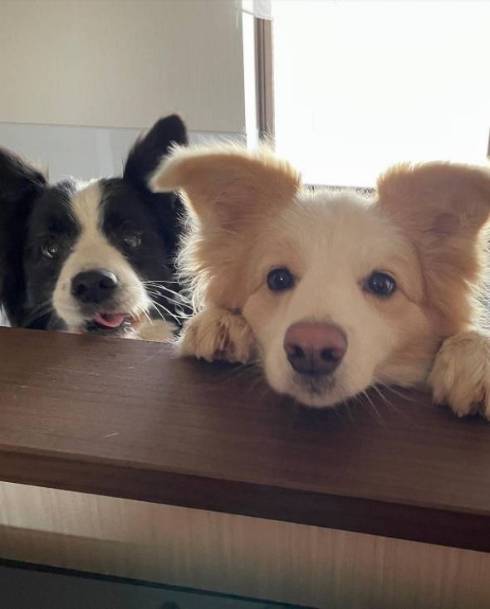 散歩に対して温度差のある反応をする犬たち