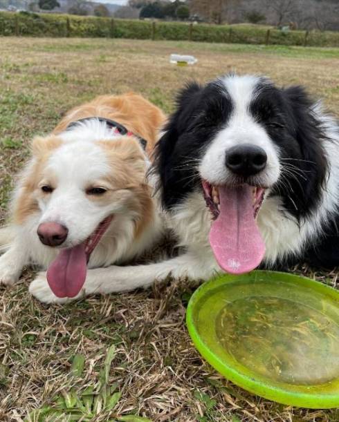 散歩に対して温度差のある反応をする犬たち