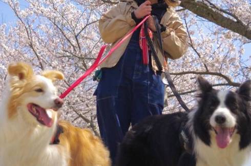 散歩に対して温度差のある反応をする犬たち