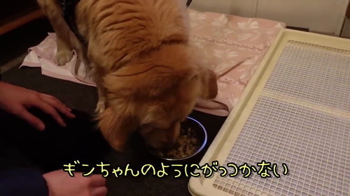 ごはん