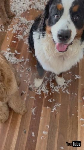 羽毛まみれの犬たち