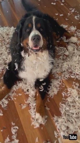 羽毛まみれの犬たち