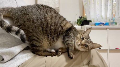 お客さんを待ってる間も甘えてくる猫