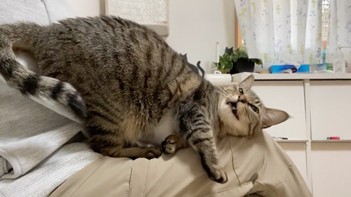 お客さんを待ってる間も甘えてくる猫