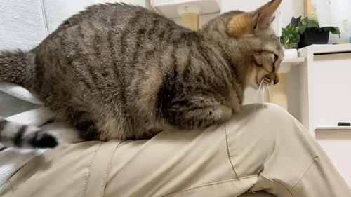 お客さんを待ってる間も甘えてくる猫