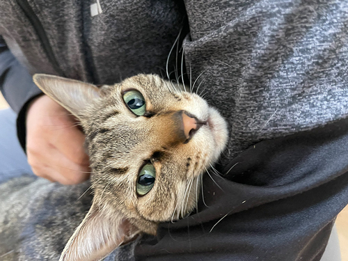 お客さんの膝の上でくつろぐ小豆