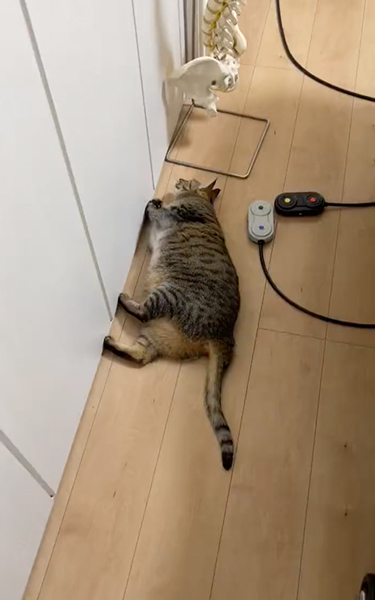 フェイントをかける猫