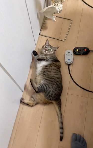 フェイントをかける猫