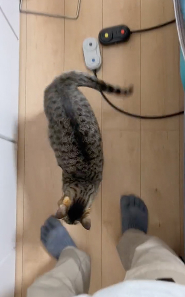 フェイントをかける猫