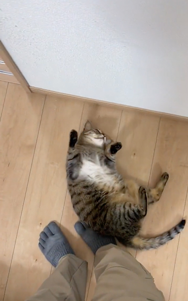 フェイントをかける猫