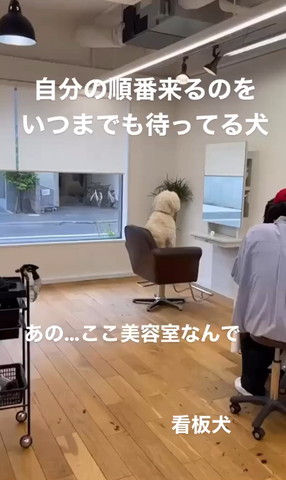 看板犬