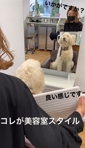 鏡の前で目を細めるワンコ