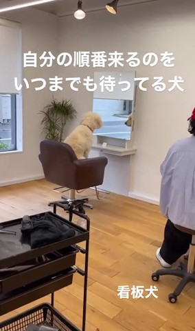 鏡をのぞくワンコ