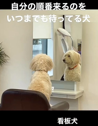 鏡の前に座るワンコアップ