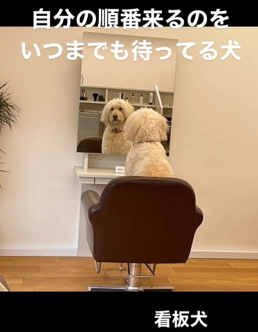 鏡の前に座るワンコ鏡越しに目が合う