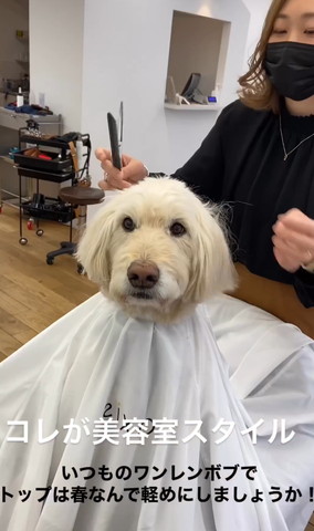 クロスを巻いたワンコ