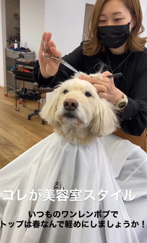 カットされるワンコ