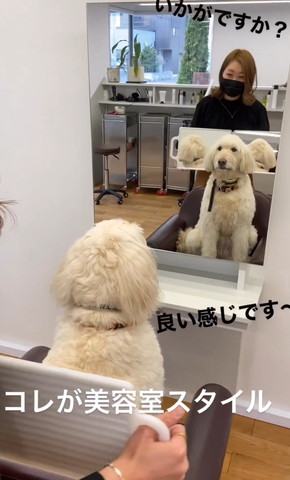 カット後に鏡を見るワンコ