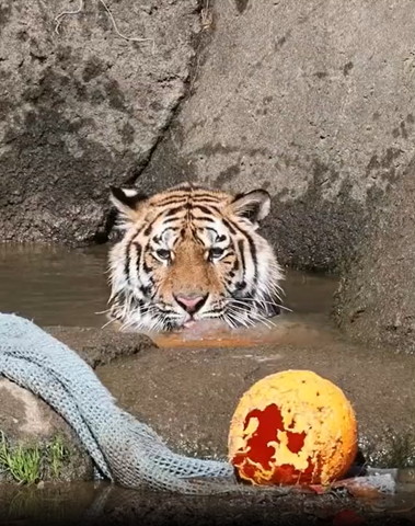 オススメ