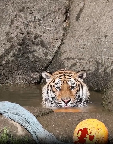 池に入ってるトラ正面