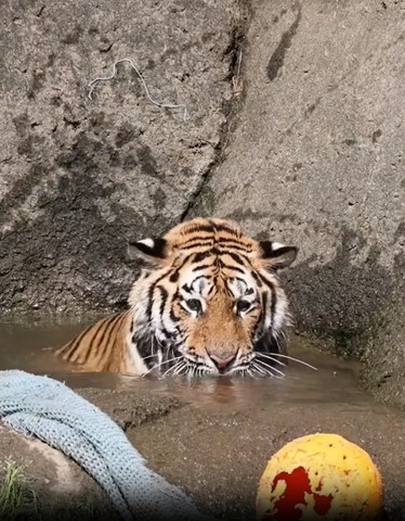 池の中でしょんぼりしてるトラ