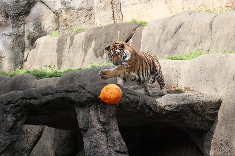 崖の上で左前足を伸ばすトラ