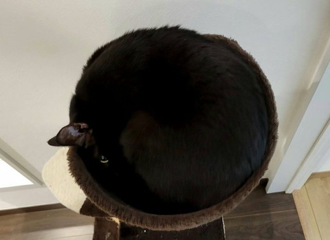 タワーで丸まってる黒猫上から