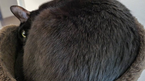 タワーで丸まってる黒猫後ろから