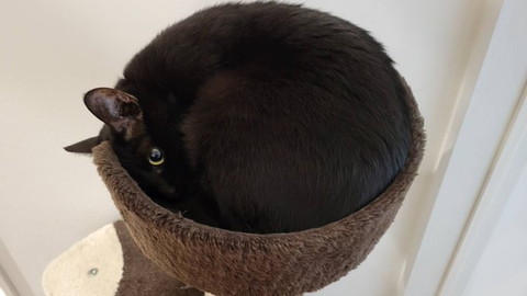タワーで丸まってる黒猫カメラ見てる