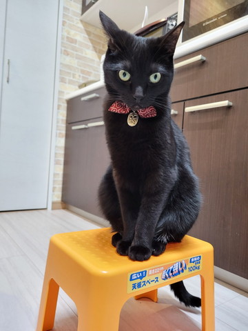 イカ耳猫