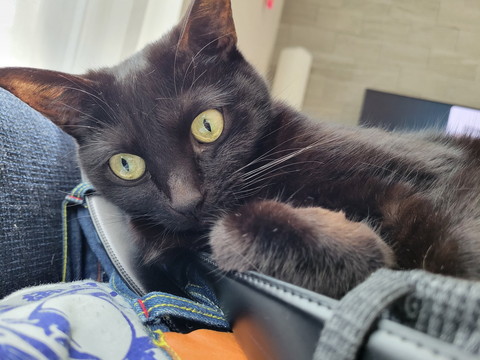 カバンの上にいる猫