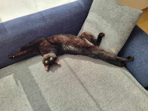 伸びてる猫
