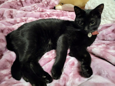布団の上に猫