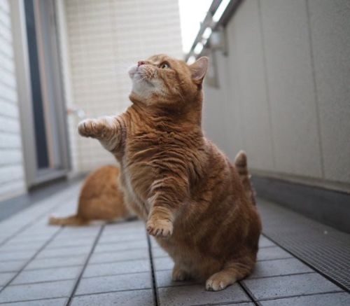 盆踊りの練習をする猫