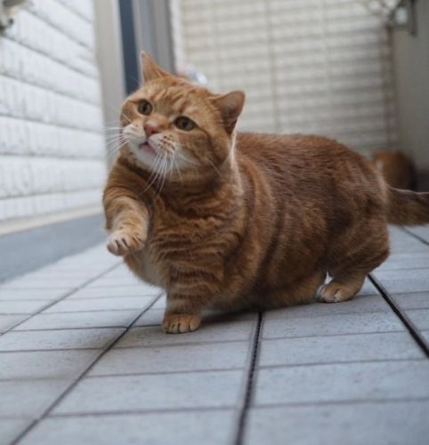 盆踊りの練習をする猫