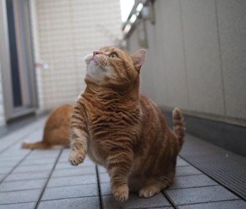 盆踊りの練習をする猫