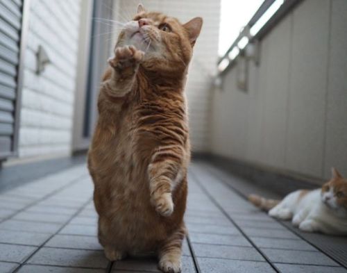 盆踊りの練習をする猫