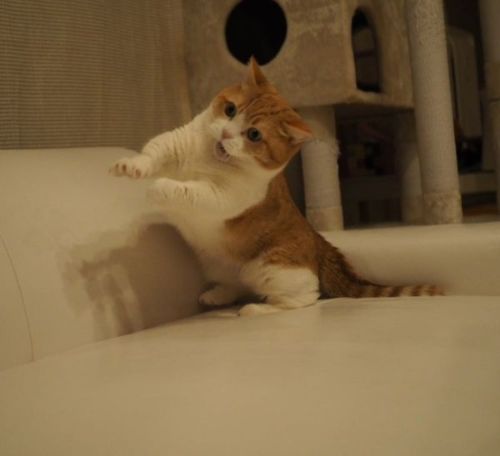 盆踊りの練習をする猫