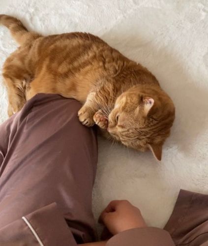 盆踊りの練習をする猫