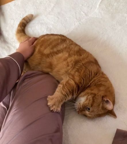 盆踊りの練習をする猫