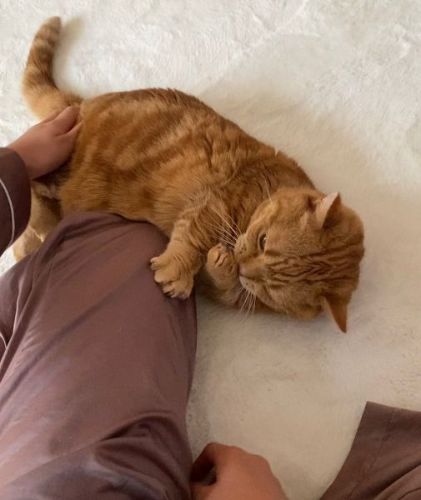 盆踊りの練習をする猫