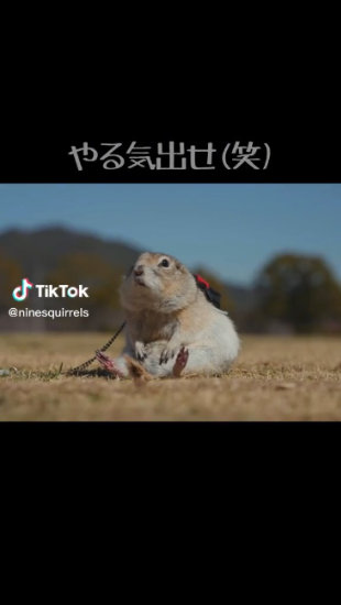 やる気ないリス