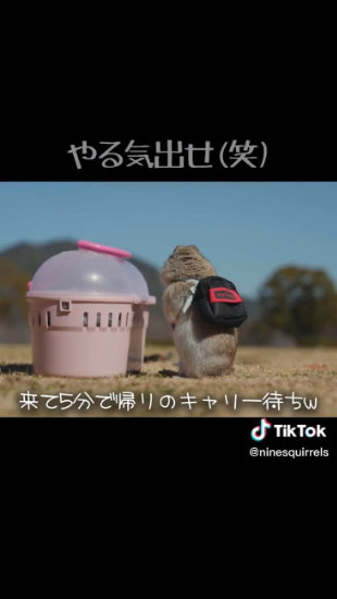 キャリー前でたたずむリス