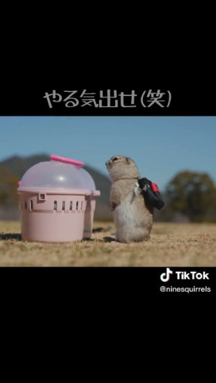 キャリーを見るリス