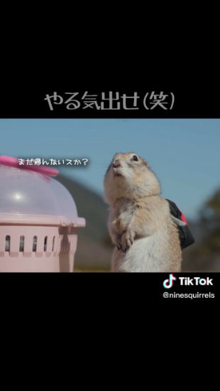 目で訴えるリス