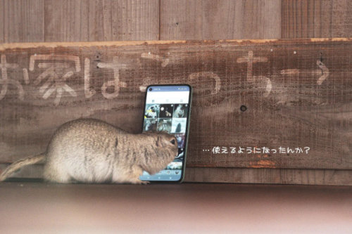 スマホを見るリス