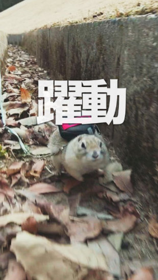 やる気を出したリス